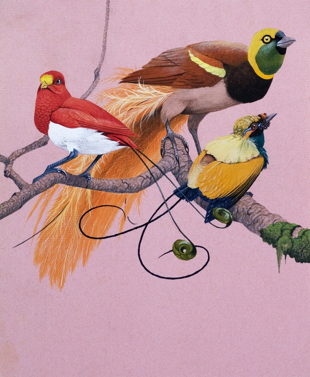 Paradijsvogels (gouache op papier) door English School