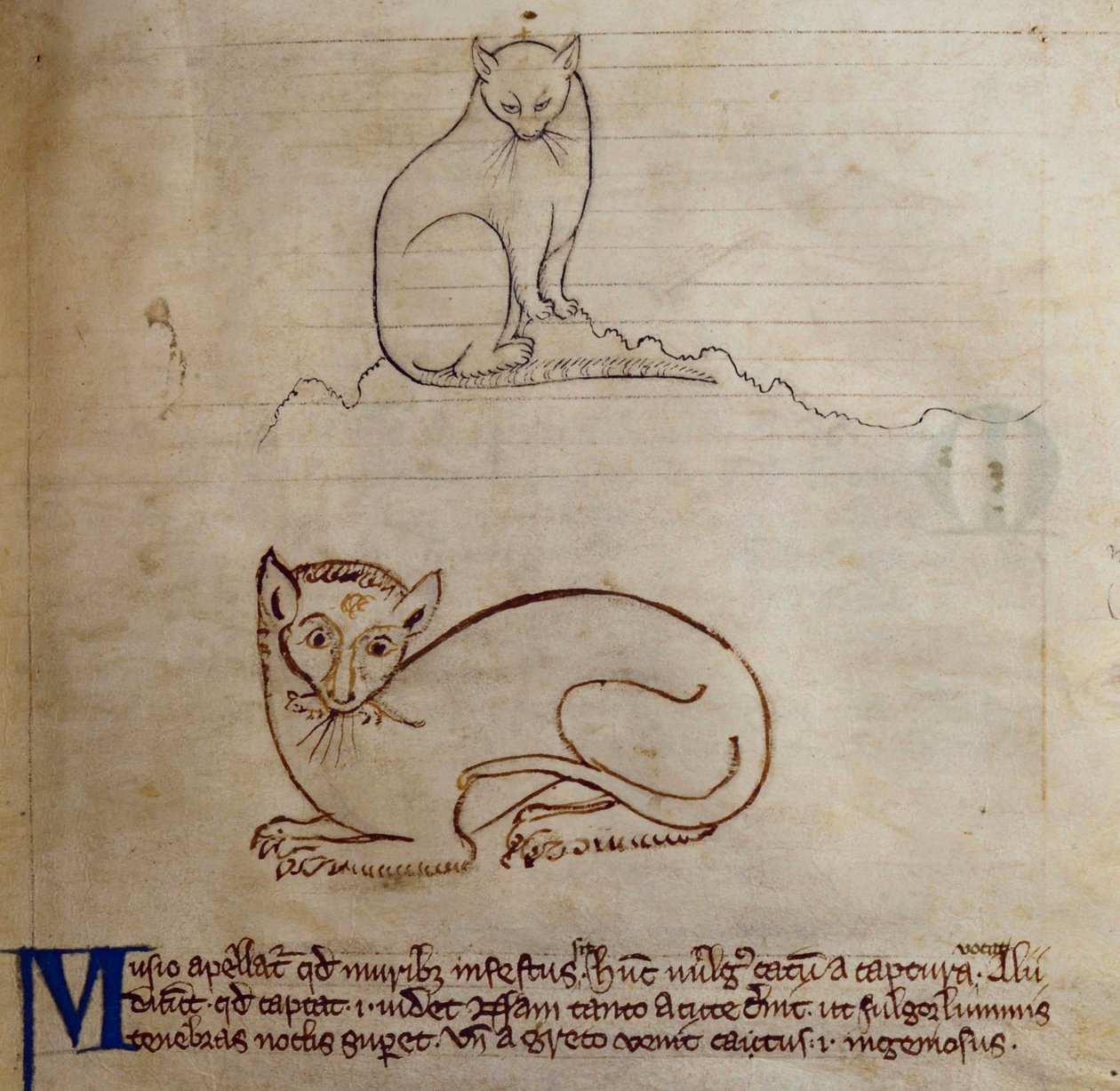 CCA-LitMs/D/10 fol. 11r Kat, uit Bestiarium door English School