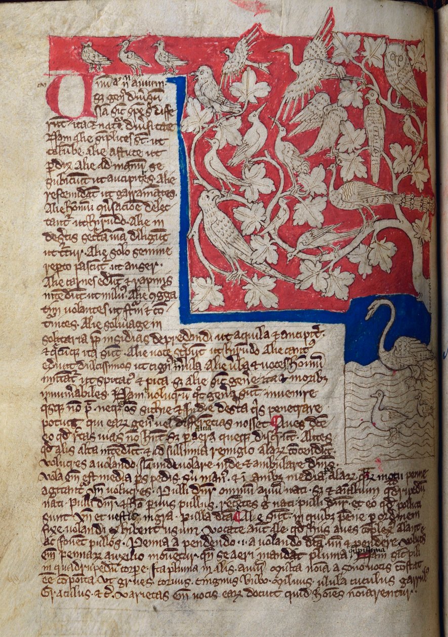 CCA-LitMs/D/10 fol. 12v Vogels, uit Bestiarium door English School