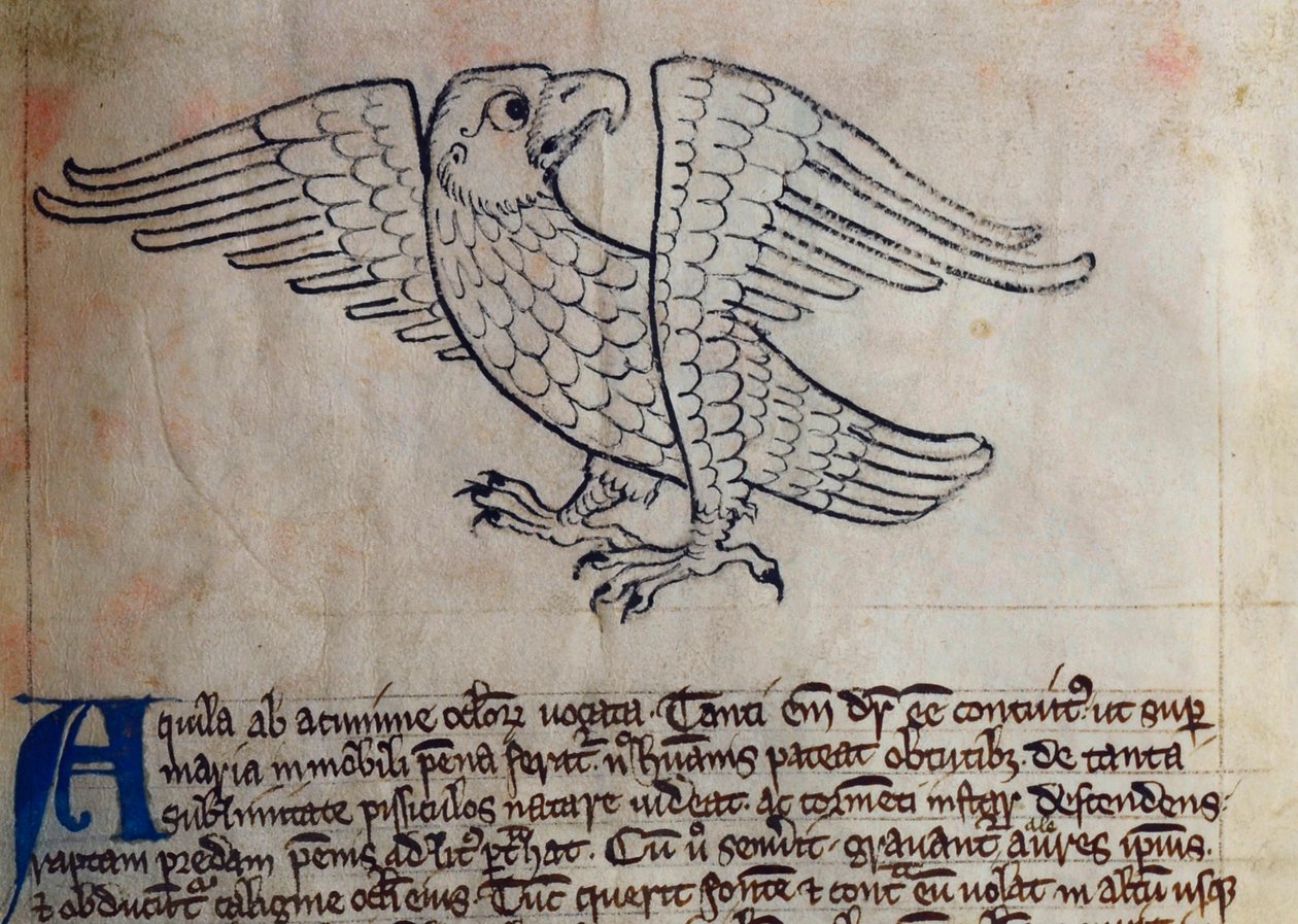 CCA-LitMs/D/10 fol. 13r Adelaar, uit Bestiarium door English School