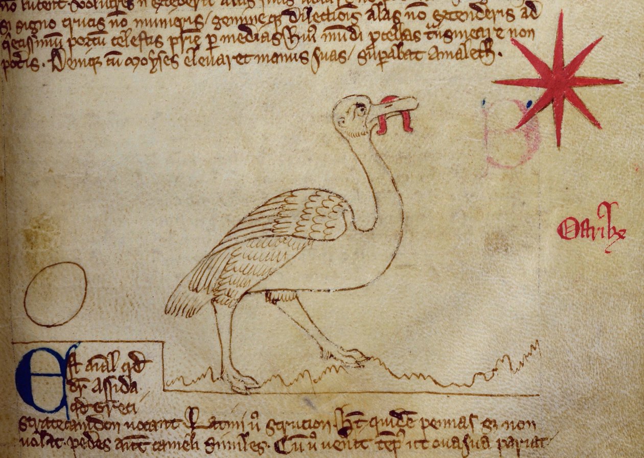 CCA-LitMs/D/10 fol. 16r Struisvogel, uit Bestiarium door English School
