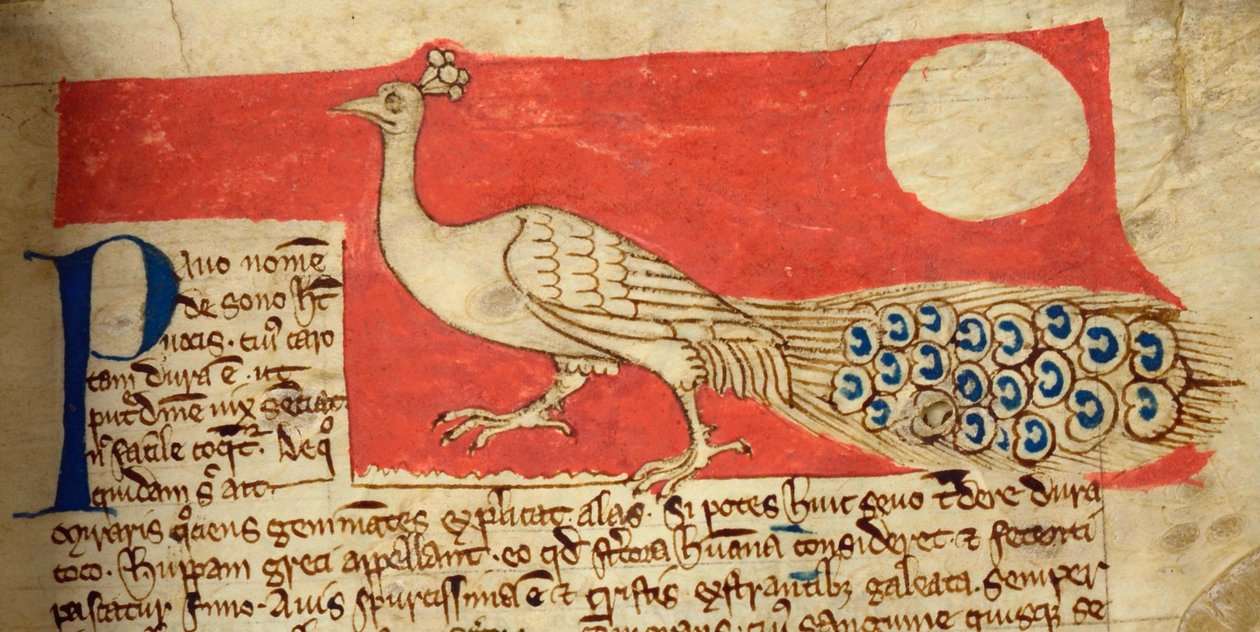 CCA-LitMs/D/10 fol. 22r Pauw, uit Bestiarium door English School