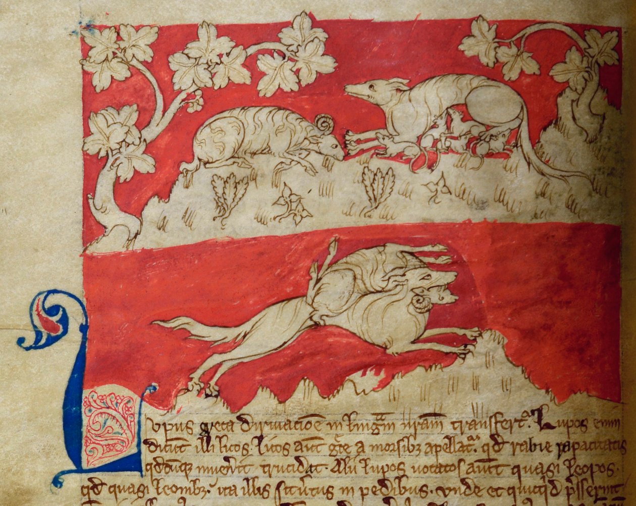 CCA-LitMs/D/10 fol. 4v Wolf, uit Bestiarium door English School
