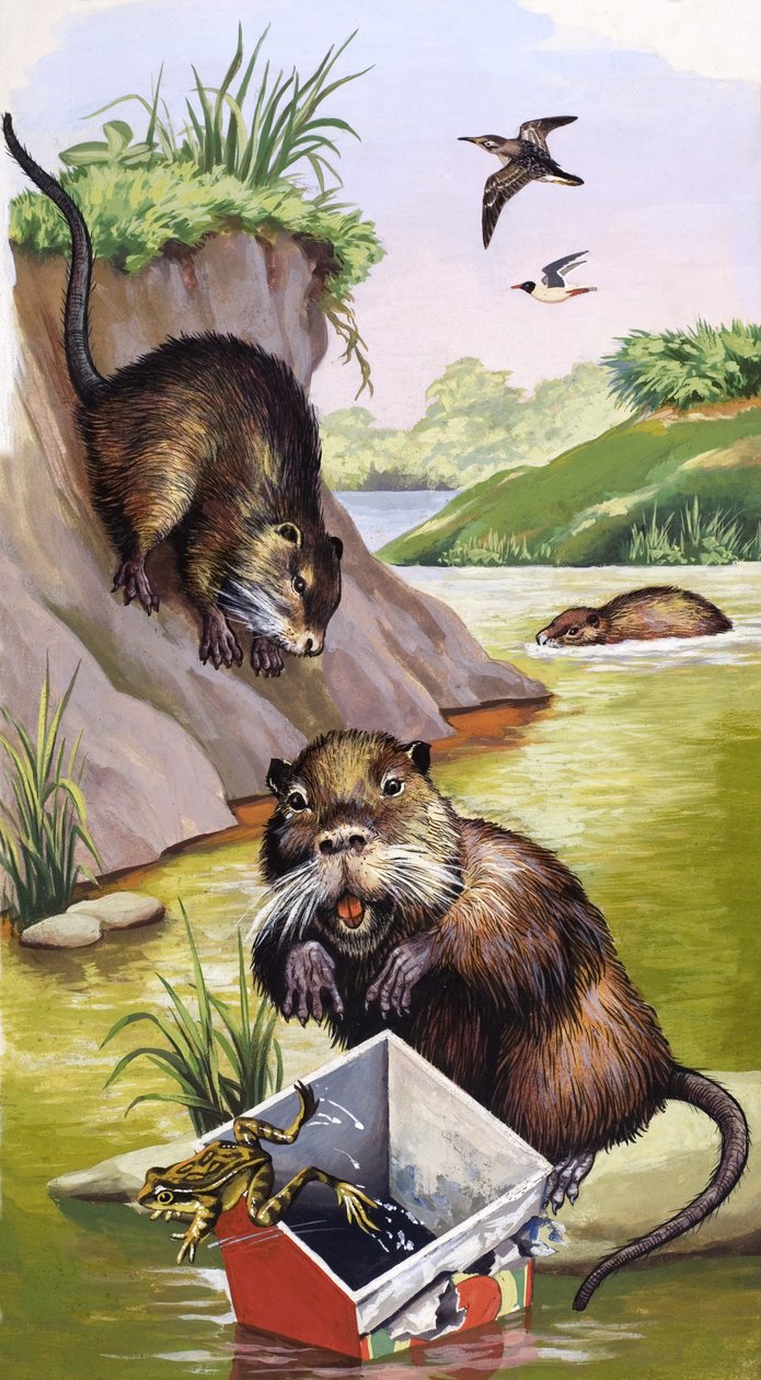 Coypu door English School