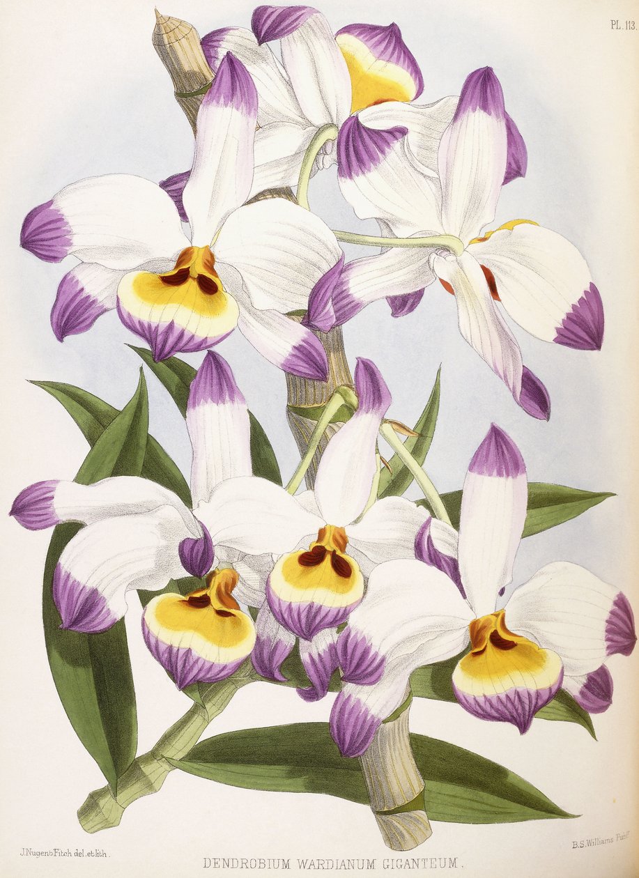 Dendrobium Wardianum Giganteum, 1824-1890 door English School