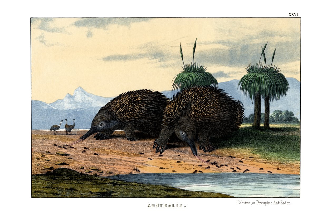 Echidna door English School