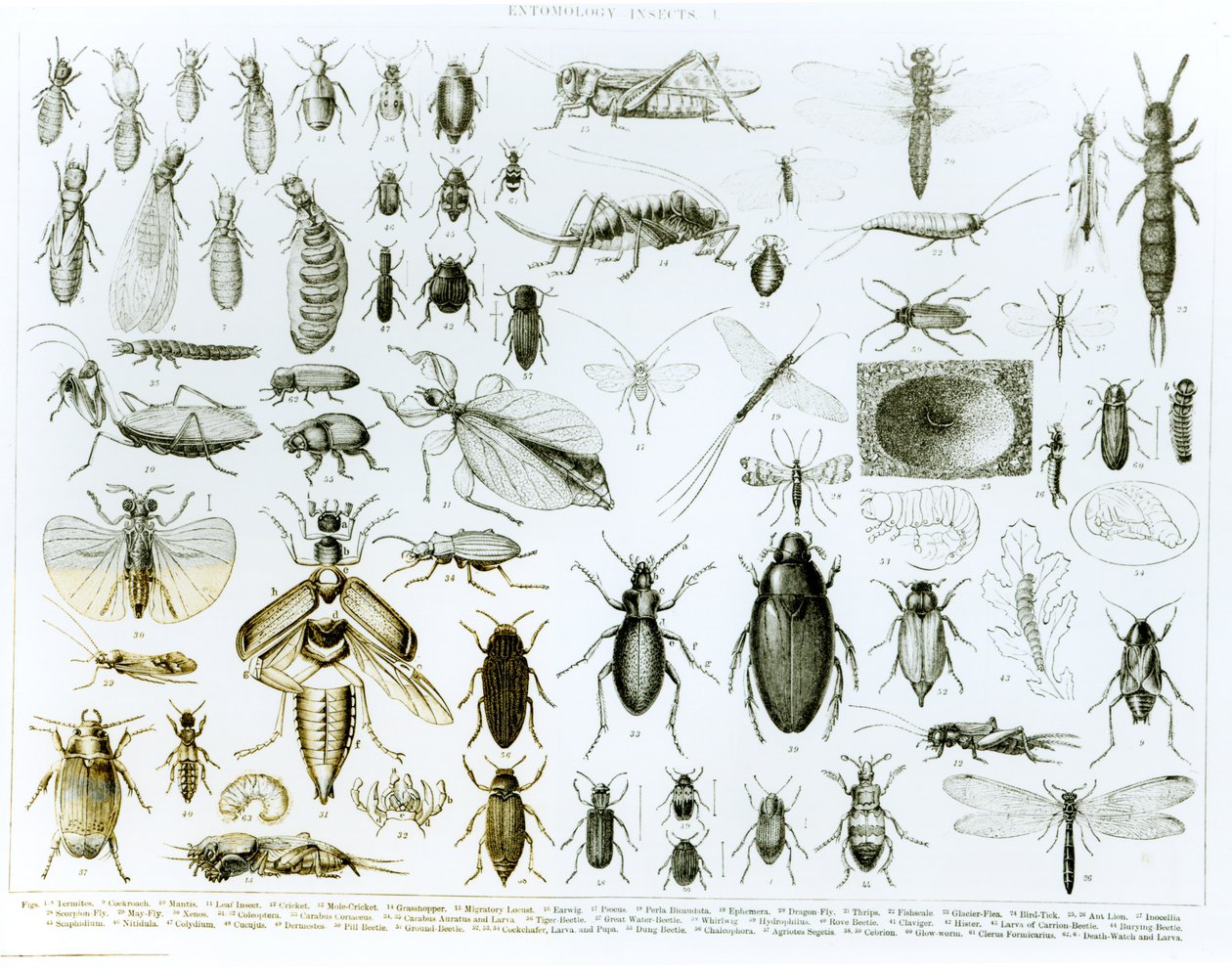 Entomologie insecten door English School
