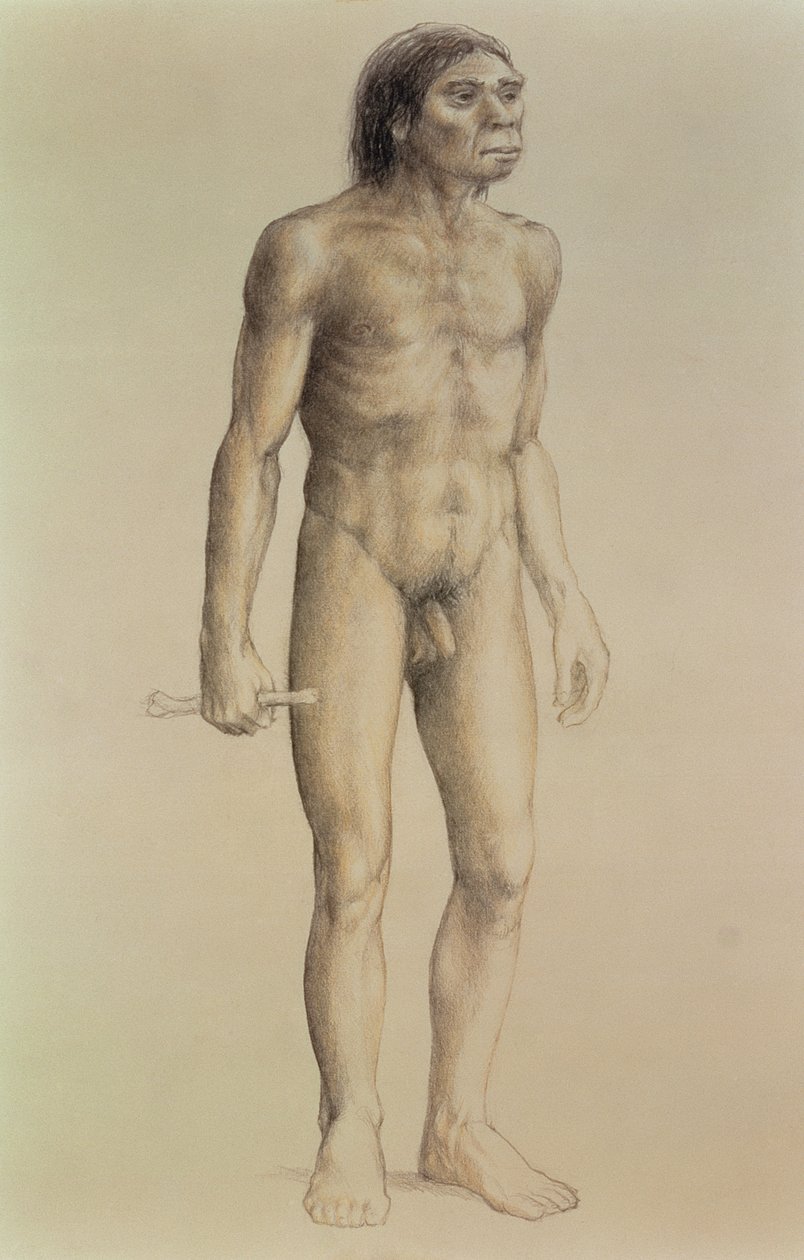 Homo erectus door English School