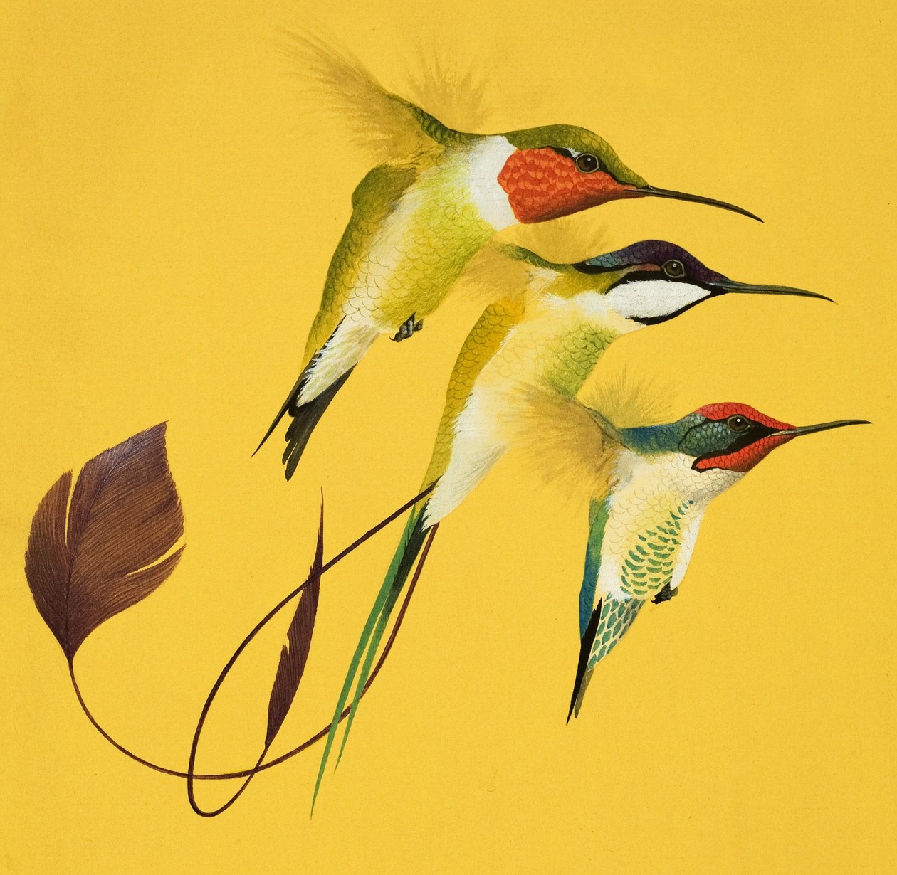 Zoemende vogels (gouache op papier) door English School