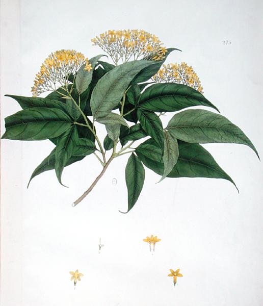 Jasminum Heterophyllum door English School