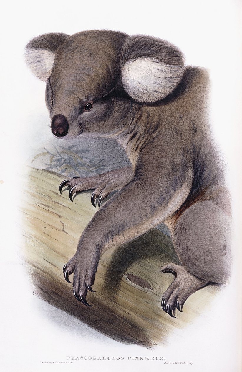 Koala - Phascolarctos cinereus, 1845-1863 door English School
