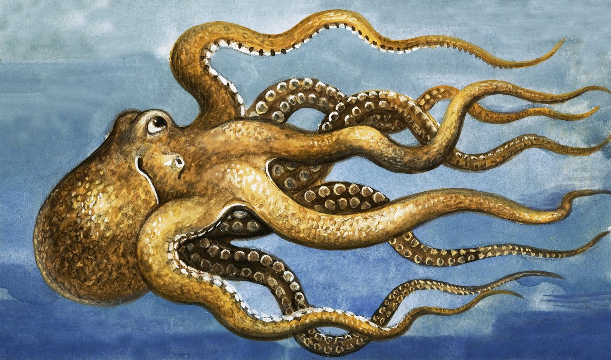 Octopus door English School