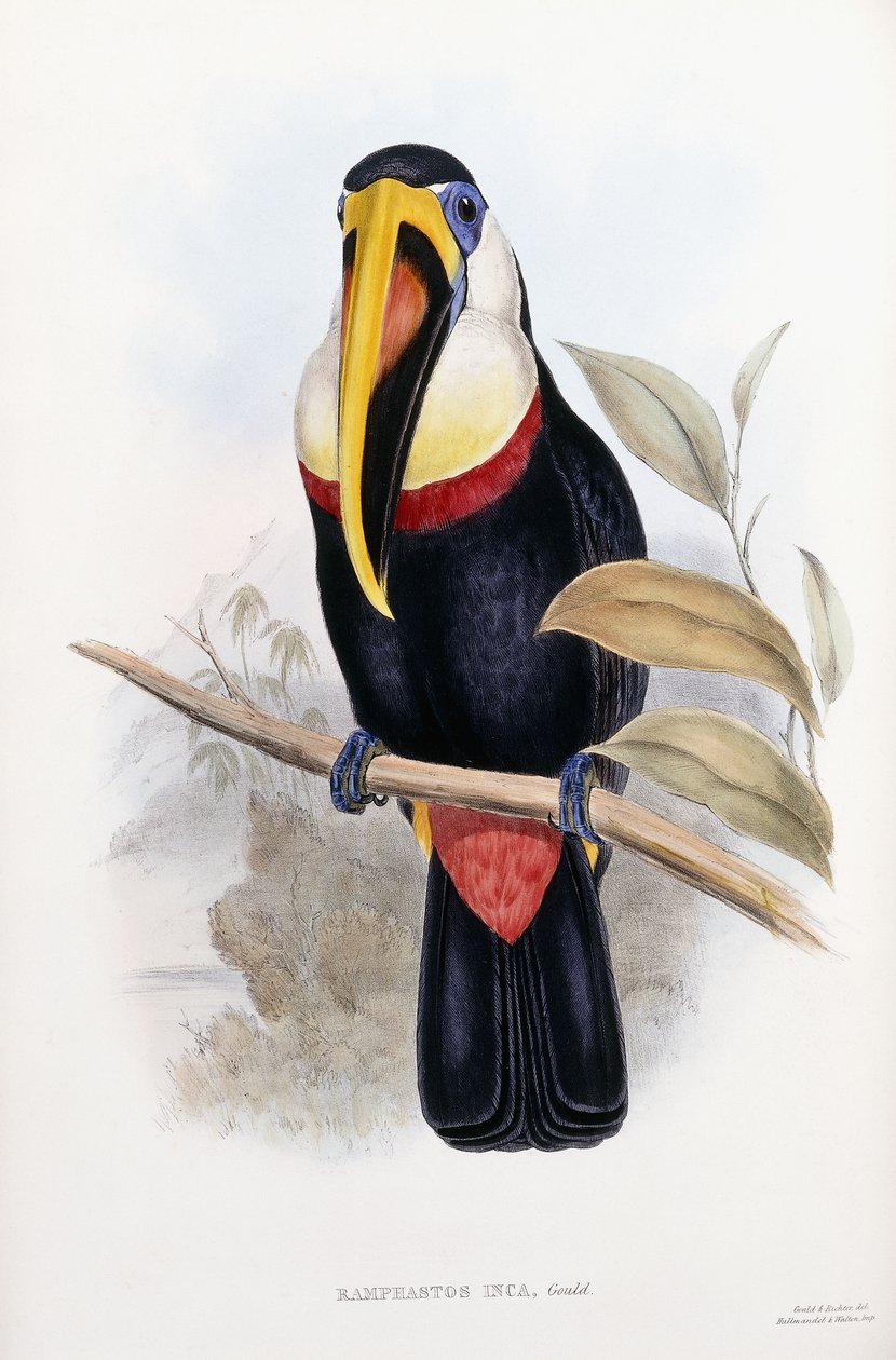 Ramphastos Inca door English School
