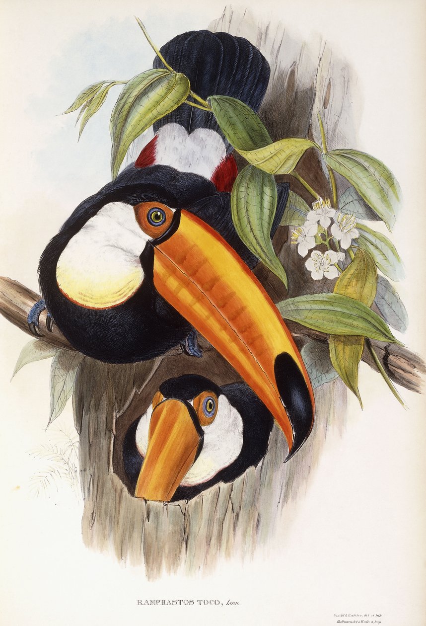 Ramphastos Toco door English School