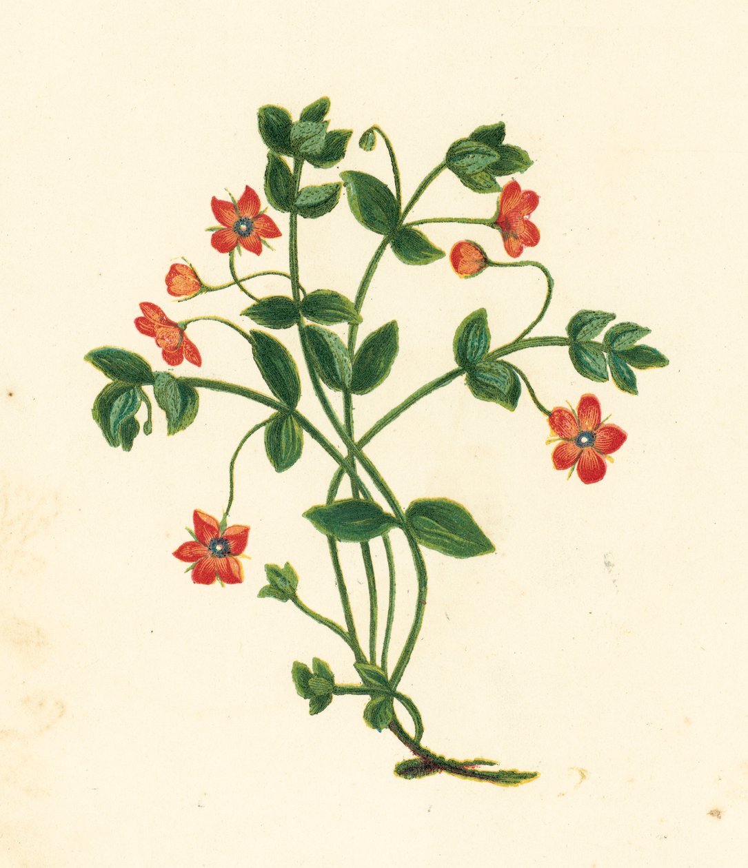 Muurkruid, Anagallis Arvensis door English School