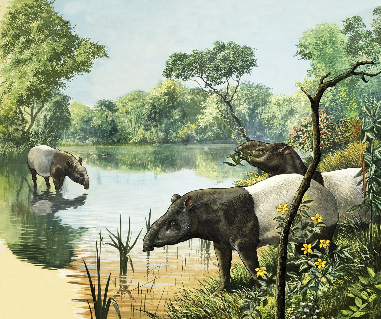 Tapirs, illustratie uit Nature