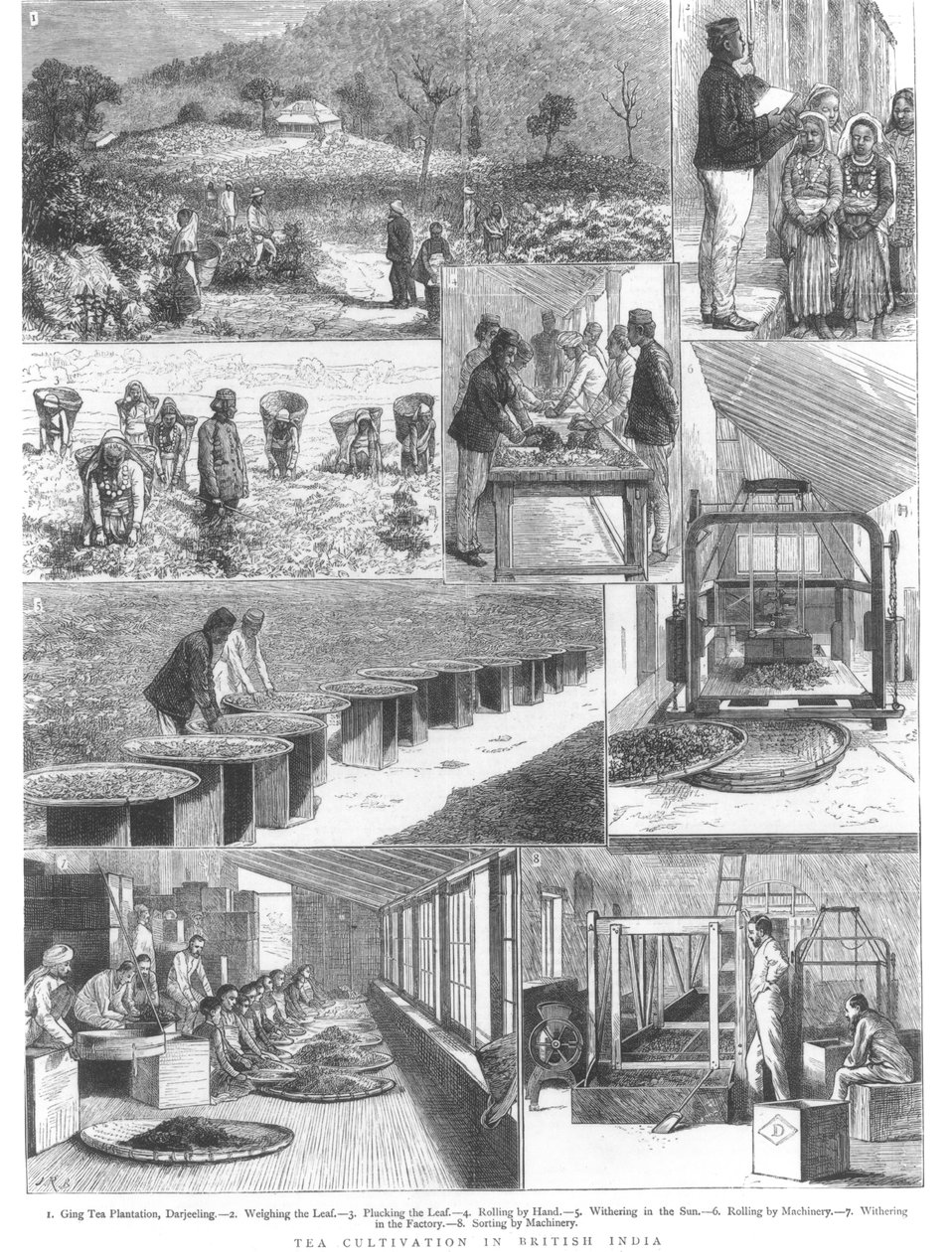 Theecultivatie in Brits-Indië, 1876 door English School