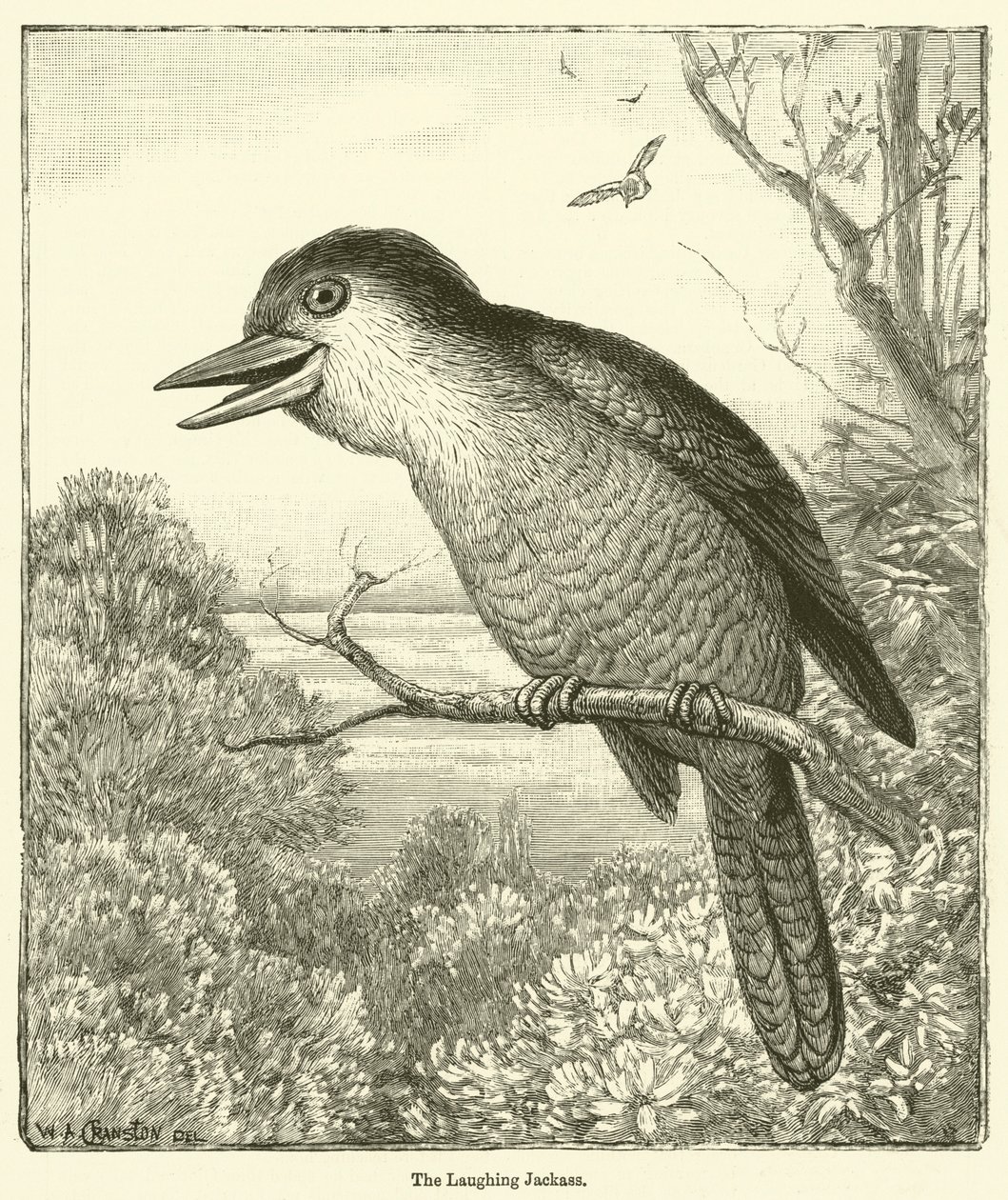 De lachende ezel (gravure) door English School
