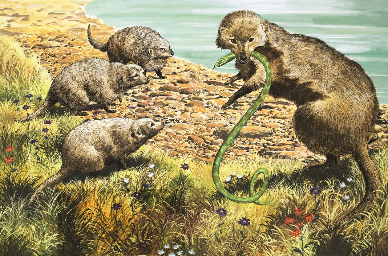 De slangenvanger, illustratie uit 
