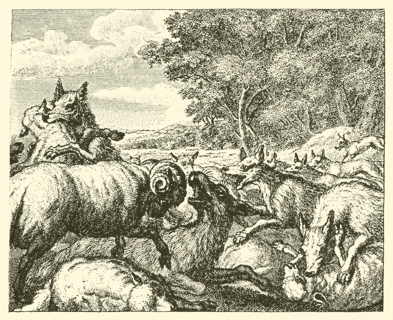De wolven en de schapen (gravure) door English School