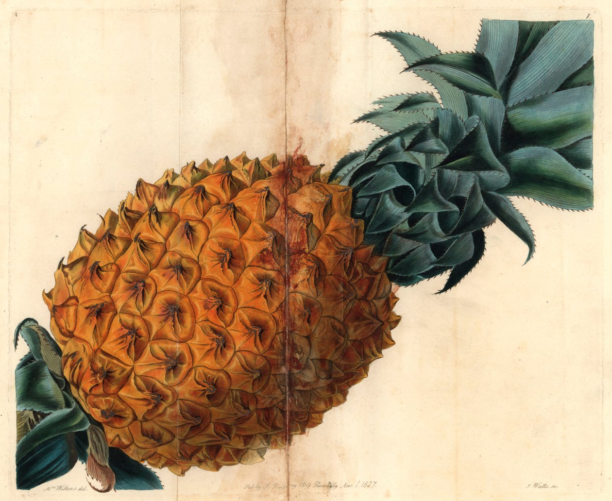 Golfbladige ananas uit John Lindley