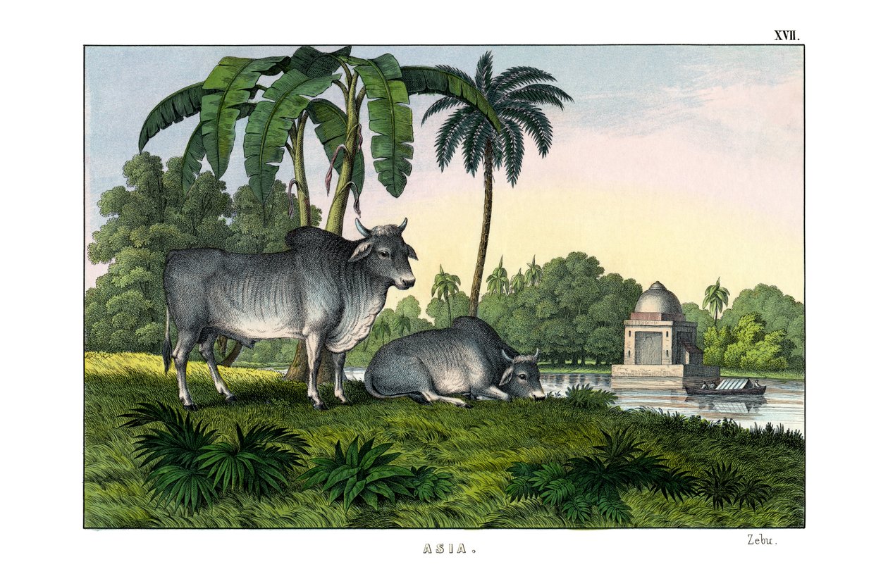 Zebu door English School
