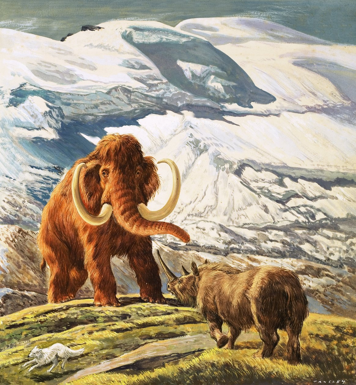 Mammoet ontmoet Neushoorn (gouache op papier) door Eric Tansley