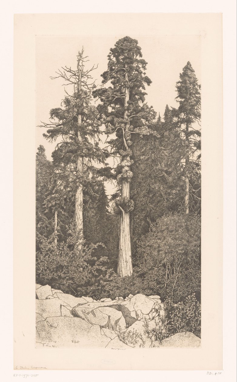Sequoia boom door Ernest Haskell (signed by artist)