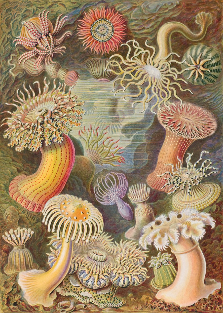 Haeckel Actiniae door Ernst Haeckel