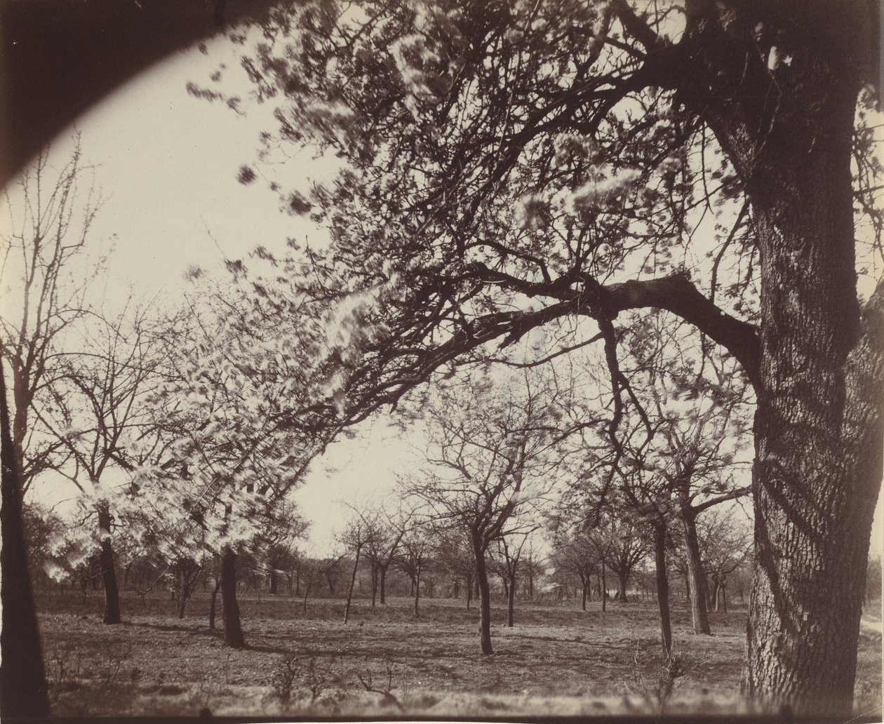 Poirier,1921 (foto) door Eugène Atget