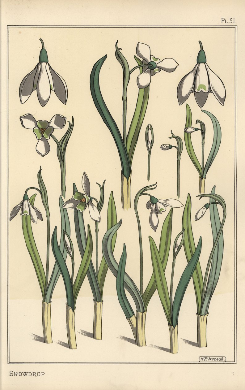 Botanische illustratie van een sneeuwklokje, Galanthus nivalis door Eugene Grasset