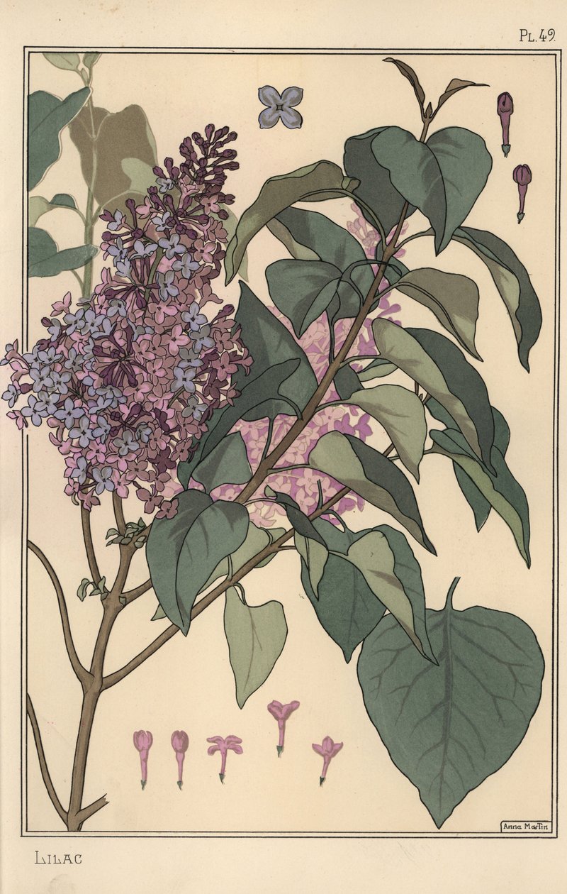 Botanische studie van sering door Eugene Grasset