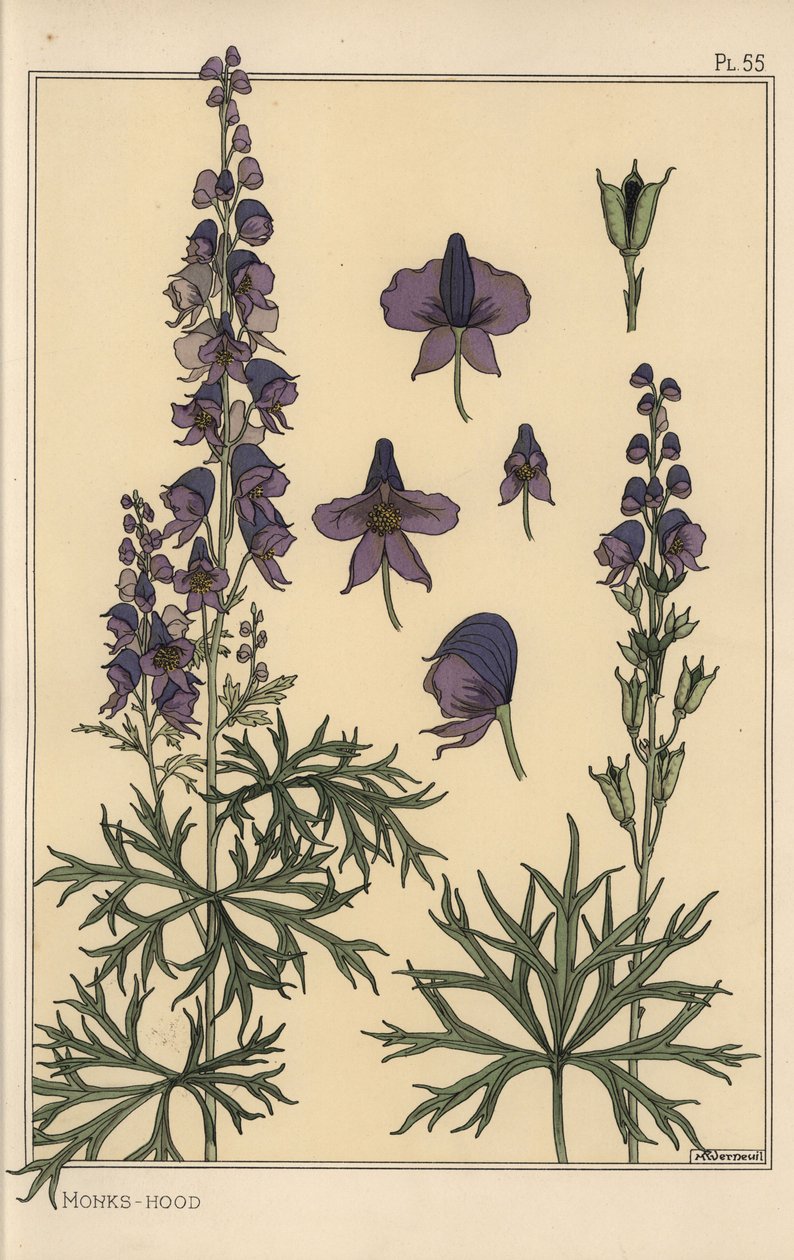 Botanische studie van monnikskap door Eugene Grasset