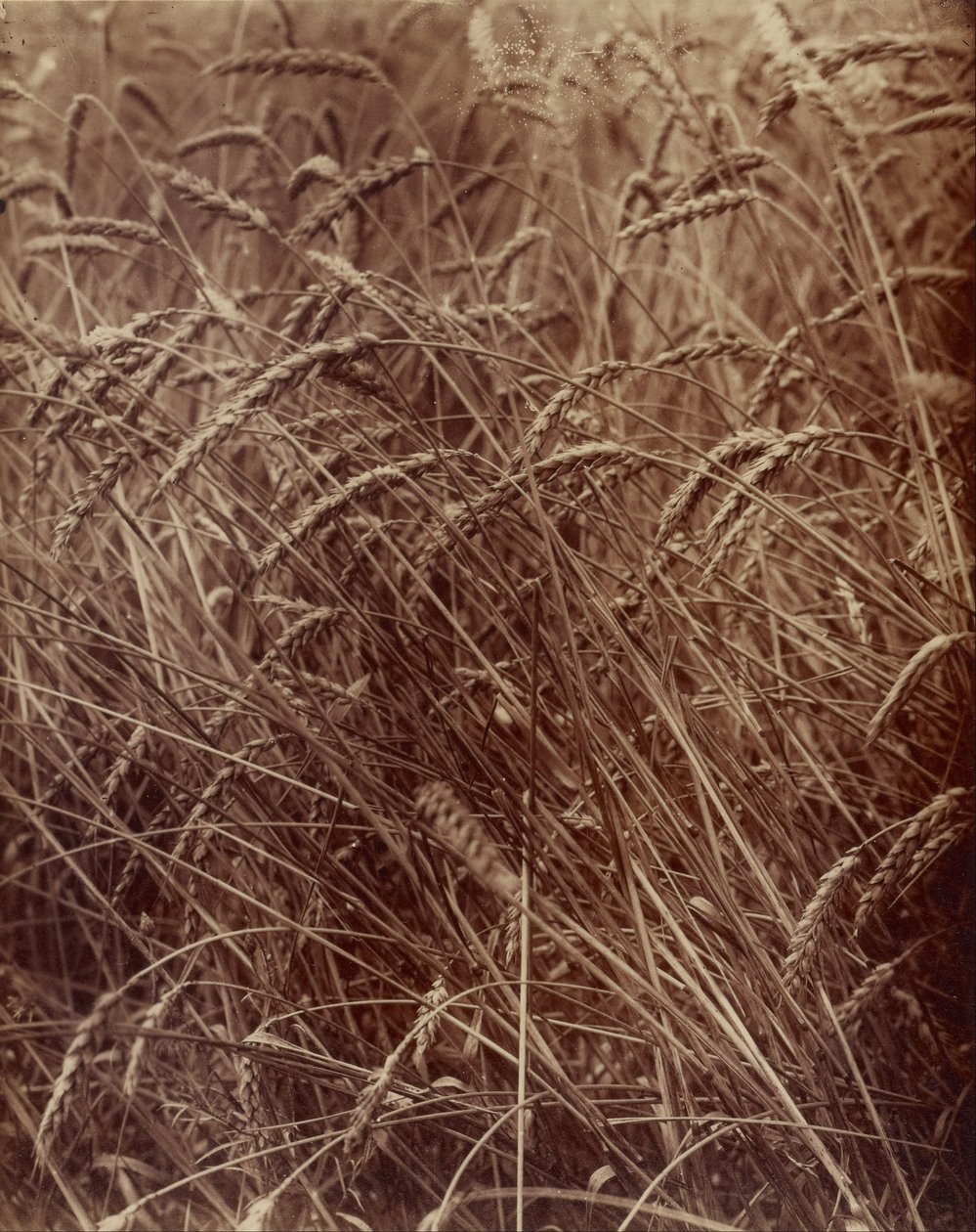 Tarwe door Eugène Atget