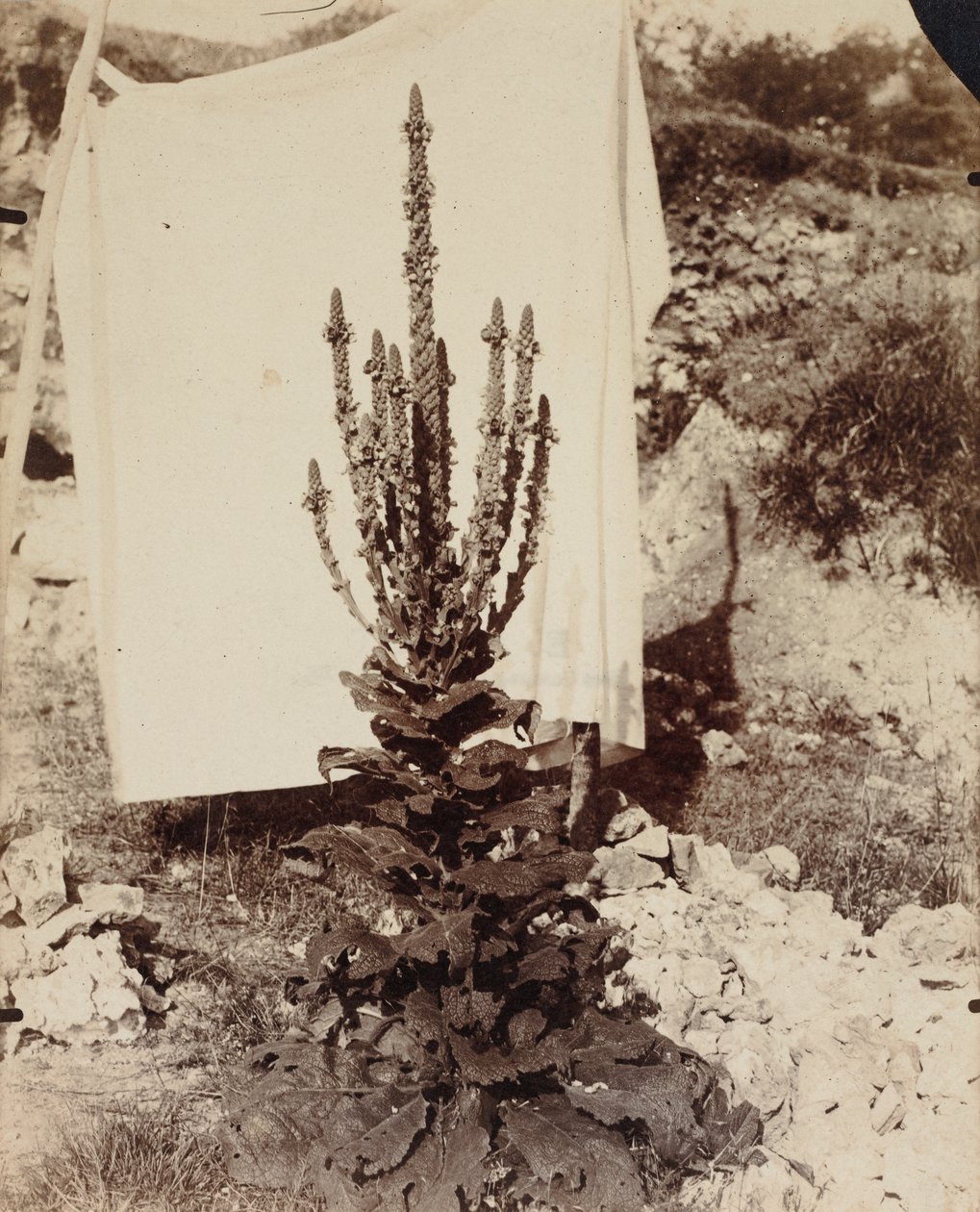 Bloeiende toorts door Eugène Atget