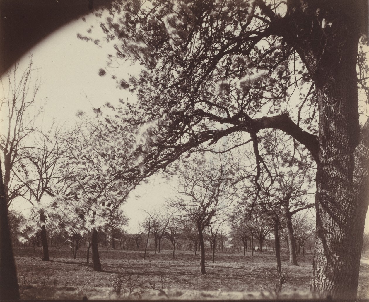Perenboom door Eugène Atget