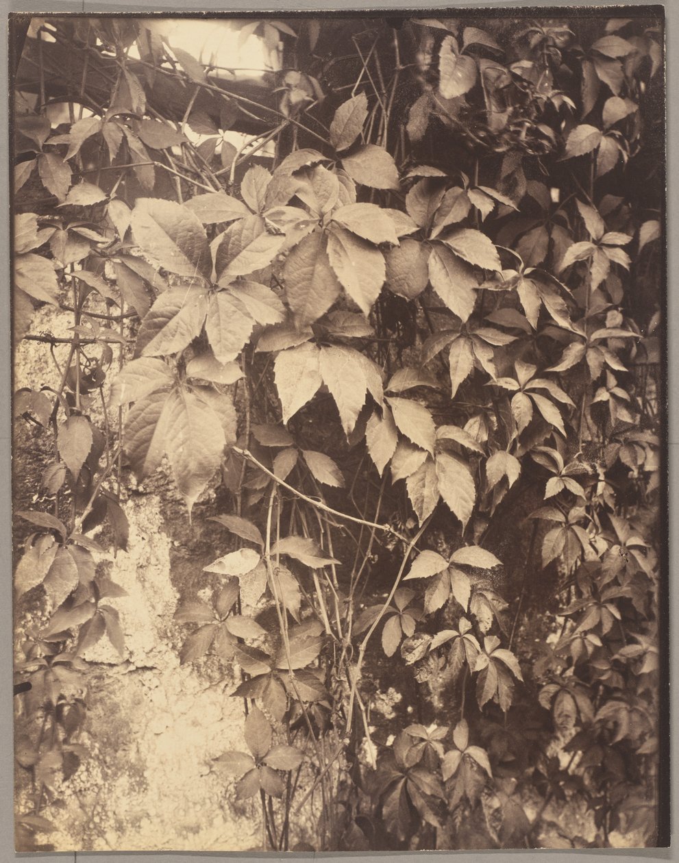 Vigne Vierge door Eugène Atget