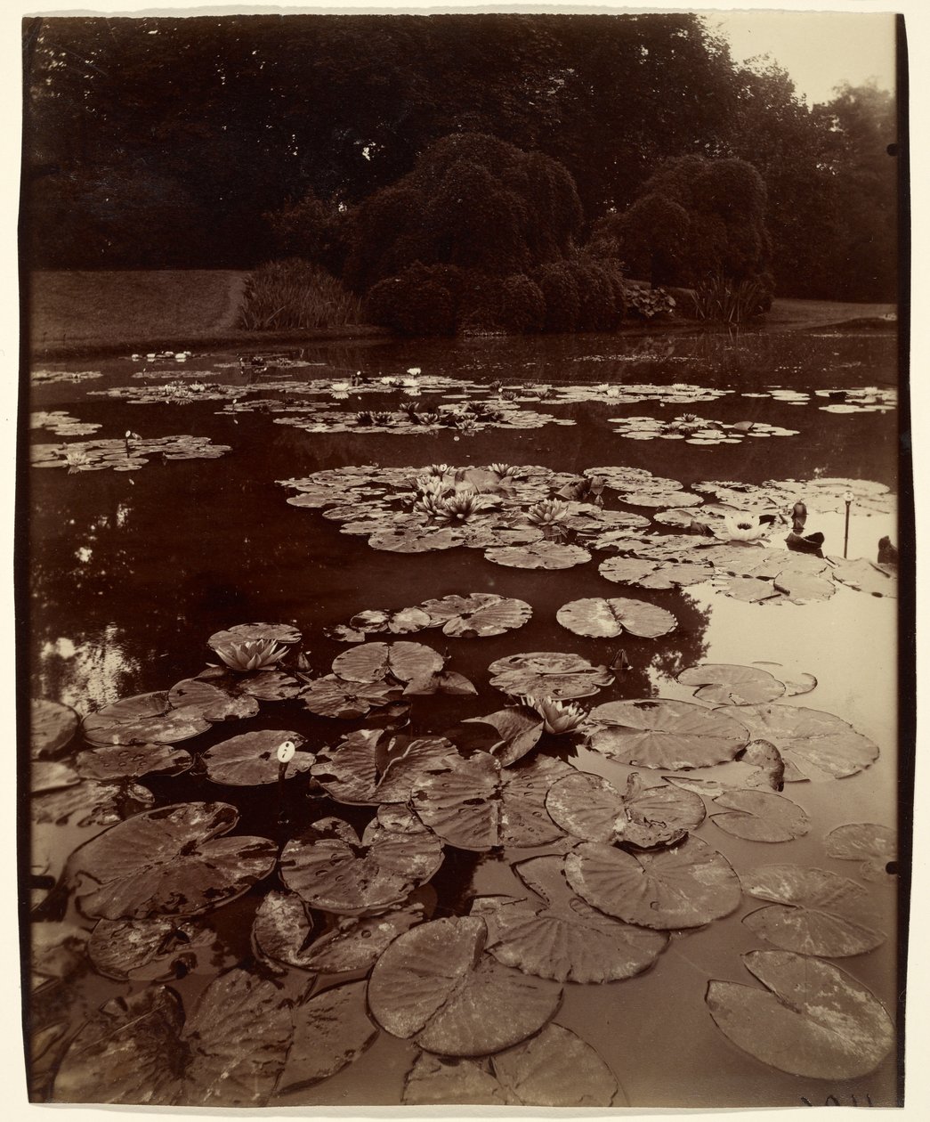 [Waterlelies]. door Eugène Atget