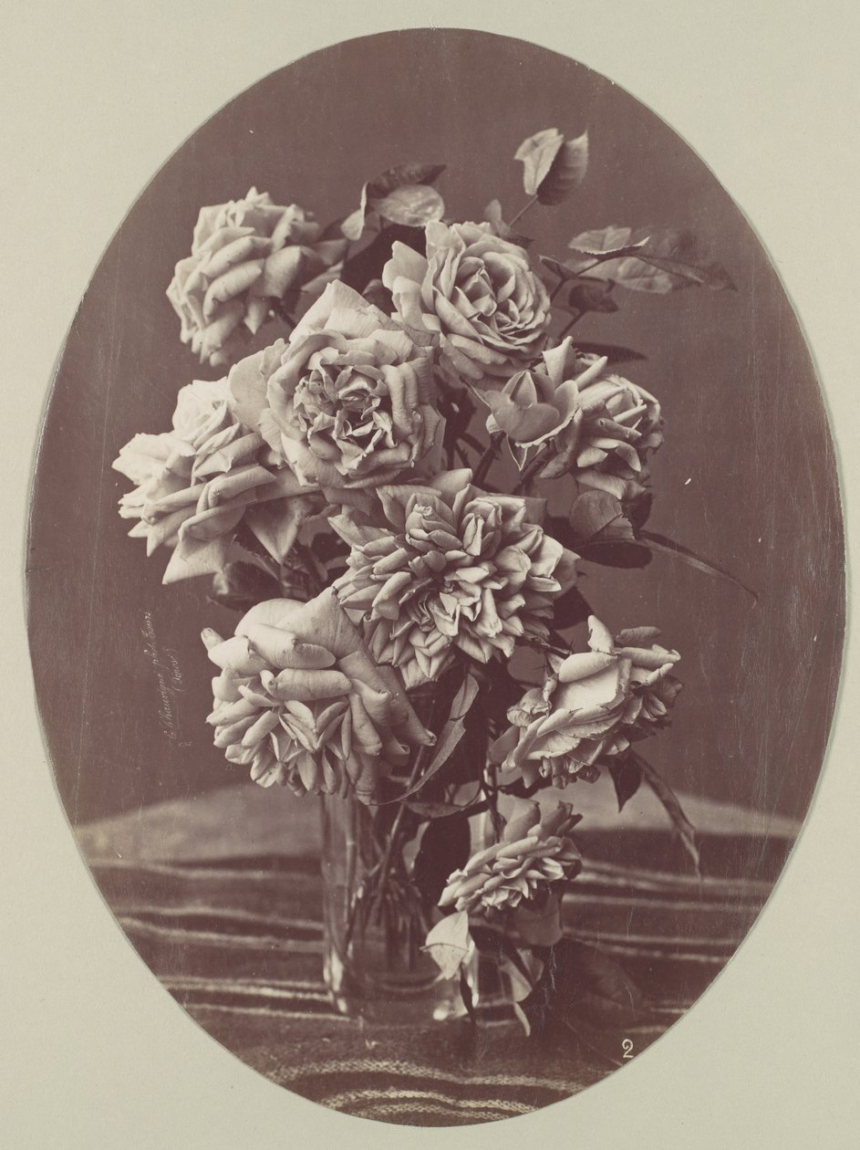 [Rozen], ca. 1875 door Eugène Chauvigné