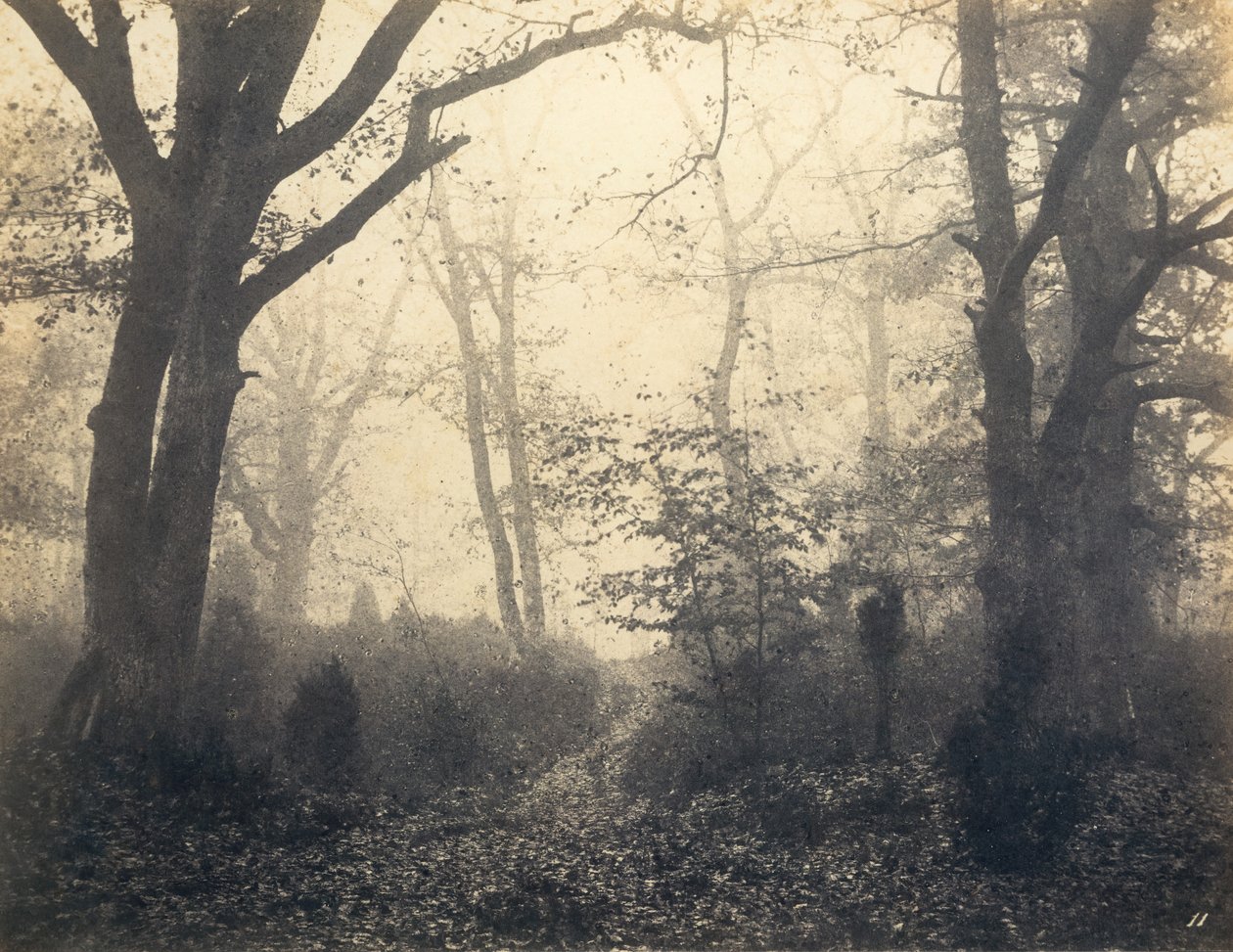 [Fontainebleau Bos] door Eugène Cuvelier