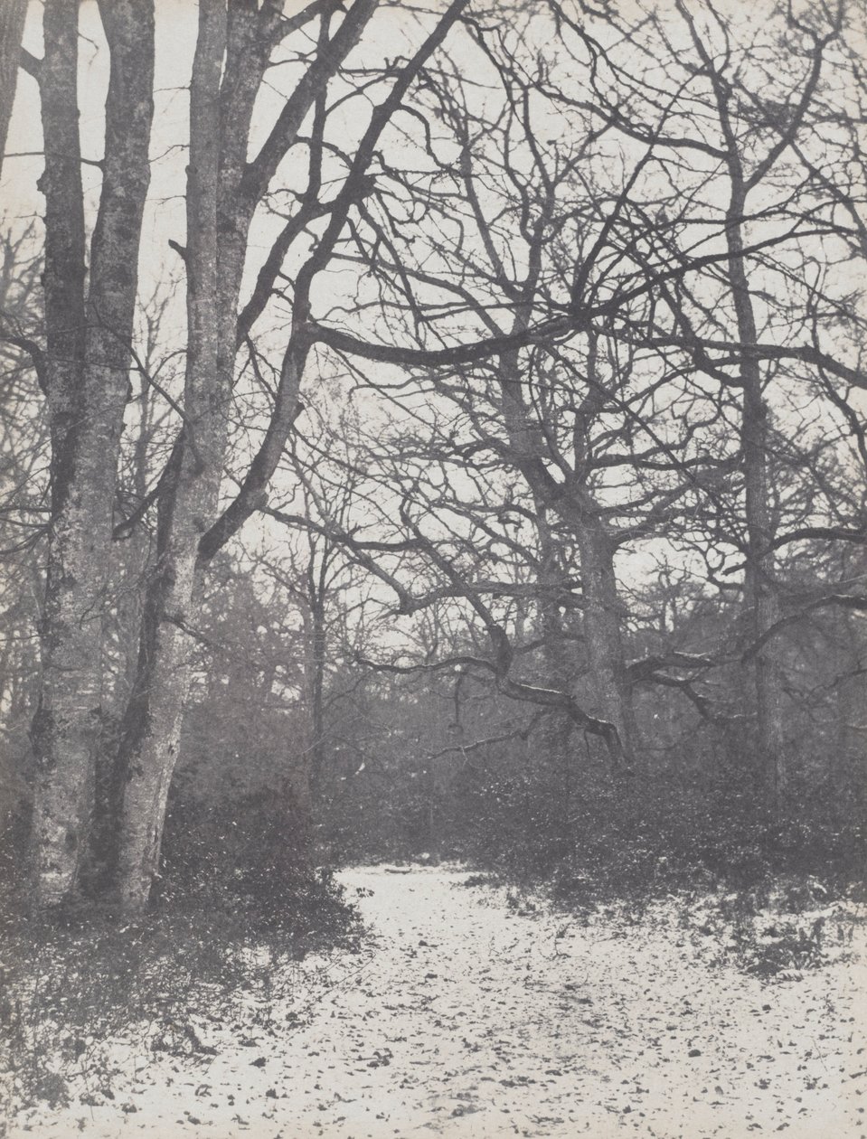 Weg in het bos, 1860-1863 door Eugène Cuvelier