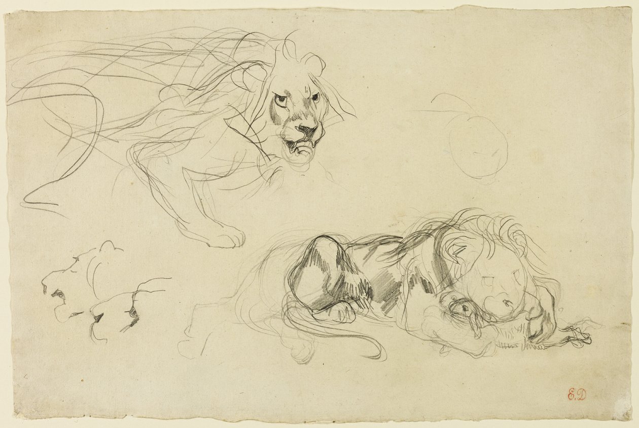 Studies van leeuwen door Eugène Delacroix