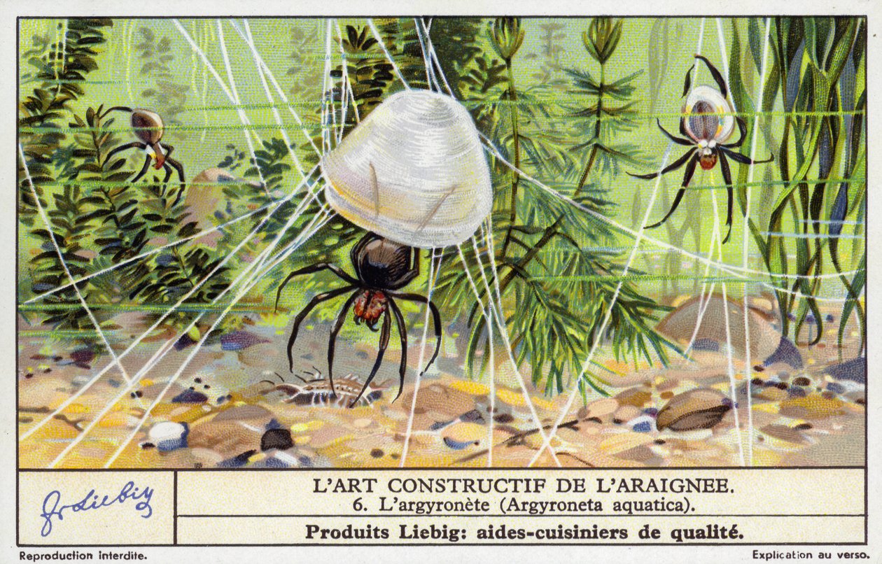 Duikbeker spin (Argyroneta aquatica) (chromolitho) door European School