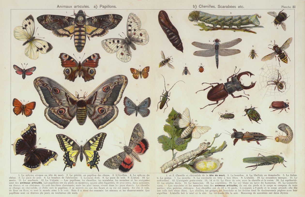 Insecten en andere ongewervelden door European School