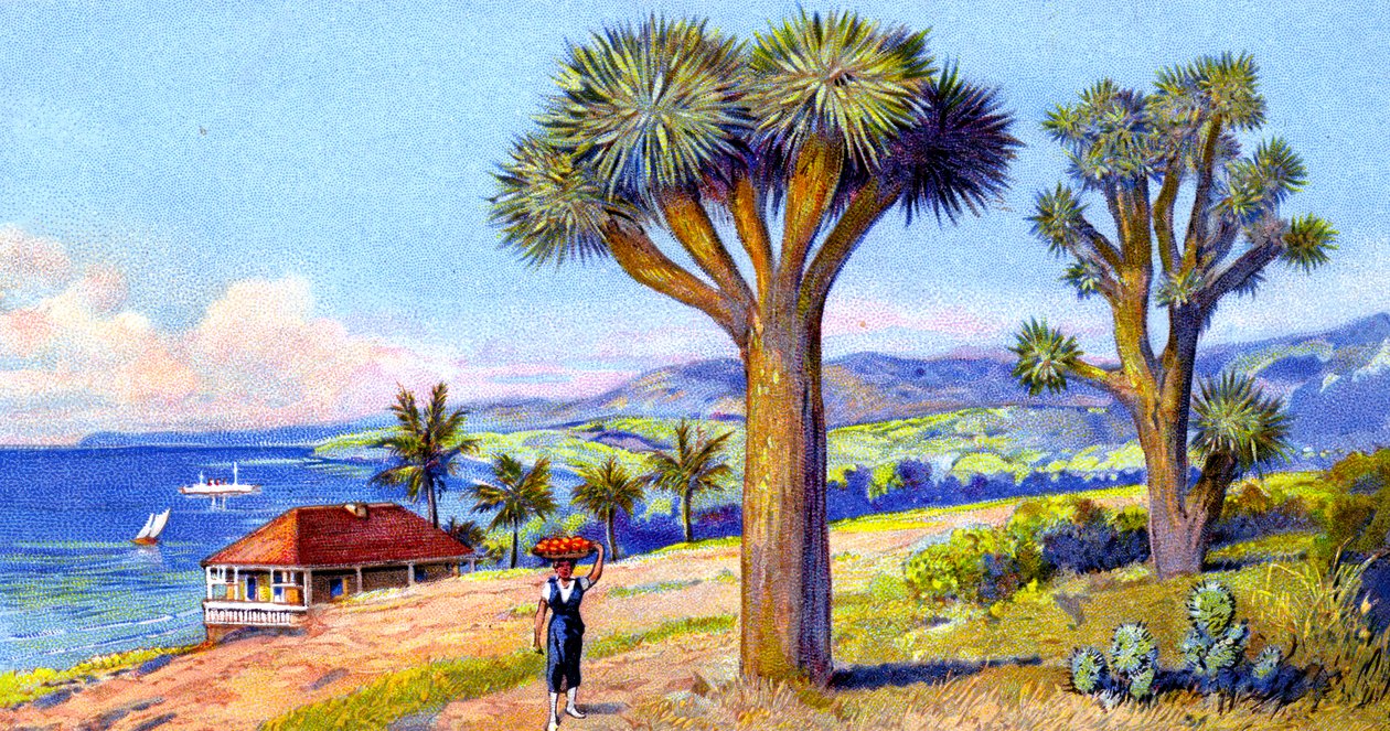 Joshua Trees, Californië door European School
