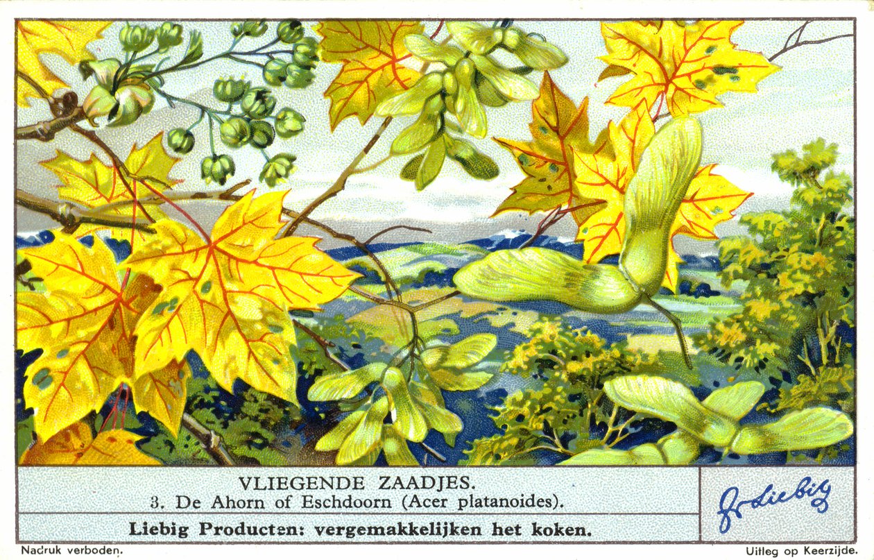Noorse esdoorn (Acer platanoides) (chromolitho) door European School
