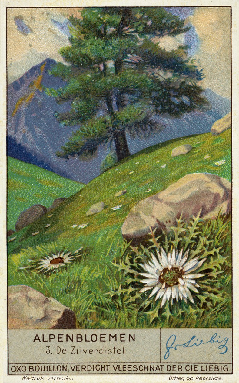 Zilte distel (chromolitho) door European School
