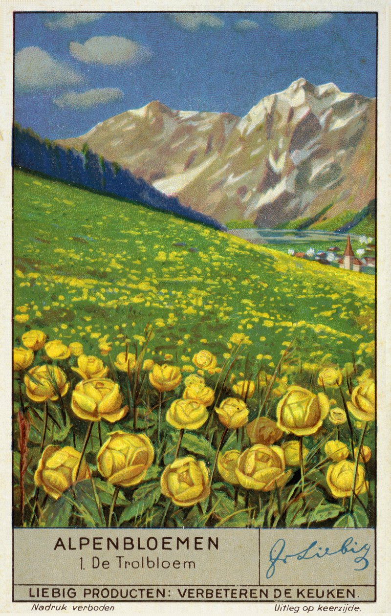 Trollius (bolbloem) (chromolitho) door European School