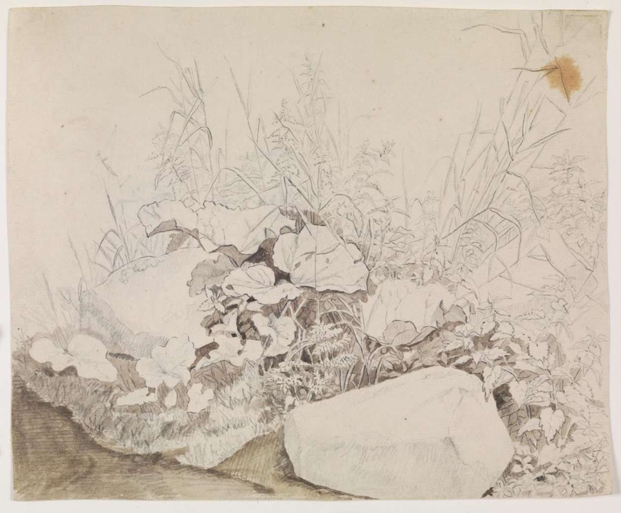Planten en Rotsen. Detailstudie door F. Sødring