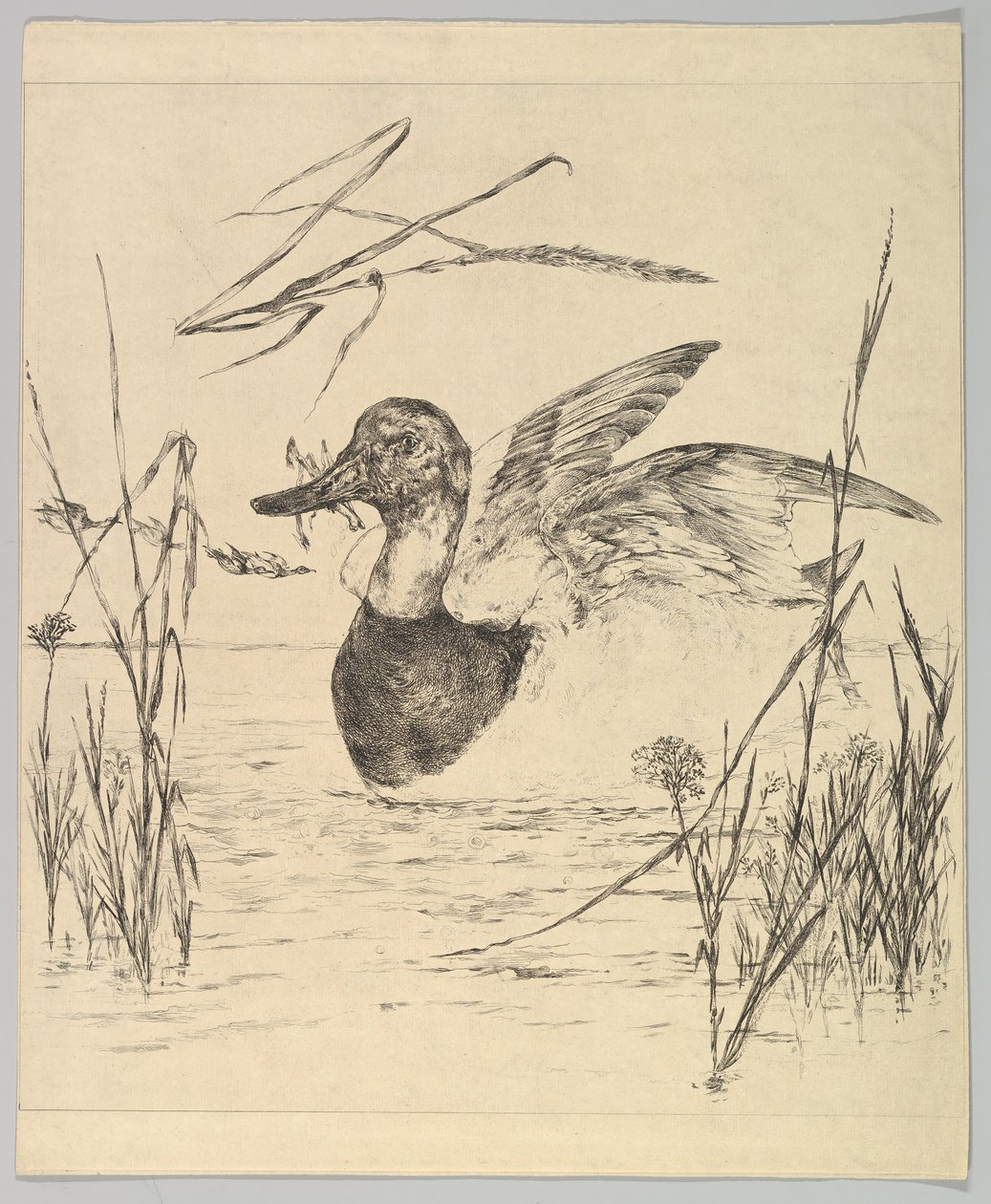 Eend, 1850-1914 door Felix Bracquemond